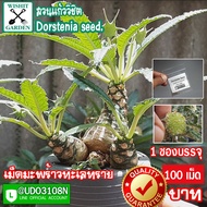 เม็ดมะพร้าวทะเลทราย Dorstenia seeds. ขายเมล็ดมะพร้าวทะเลทราย 1 ซอง บรรจุ 100 เมล็ด เป็นพันธุ์ใบยาว เ