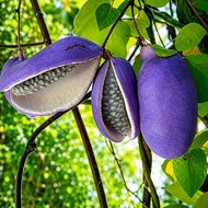 TIADA COD Anak Pokok Akebi Ungu/Purple aka Chocolate Vine (Akebia Quinata)