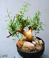 小葉橄欖/細葉橄欖/弗里西沒藥　Commiphora foliacea / 塊根植物 Caudex / 另售象牙宮、龜甲龍、索馬里葡萄甕、念珠橄欖、仙人掌類