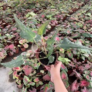 TKL - Rare Species Caladium Fine Leaves Thai Hybrid 稀有尖叶彩叶芋 - Part 1