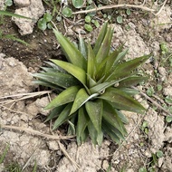 anak pokok nanas sarawak pineapple taman taman gardening bernih seeding fruit buah