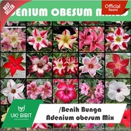 ( 10 Butir ) Benih Biji Adenium Obesum Mix