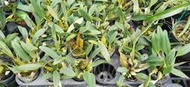 黃金石斛 聚石斛 錢幣石斛 Dendrobium lindleyi