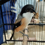 Burung pentet/cendet rawatan dari trotol