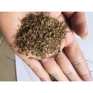 1 ounce of dandelion seeds
