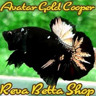 Ikan Cupang Avatar Gold Cooper Male Bahan Proses Mutasi Warna