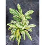 Soft pot, healthy and beautiful, multi-stemmed pot