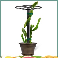 Premium Dragon Fruit Trellis Durables Metal Trellis for Vertical Gardening and Climbing Plants