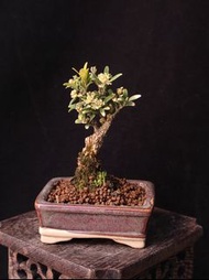 超迷你) 黃楊盆景 開花中 植物 盆栽實拍禮物 新年plant.bonsai tree gift 👑9年五星老店