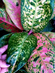 Aglaonema Thai Variety Hybrid Dalmatian