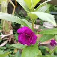 6 Biji Benih - Bunga Purple Keembong 紫色凤仙花種子