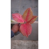 Sindo - Aglaonema Red Exotic By Idamulya Florist Live Plant U145FJUHTF