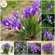 [Local Ready Stock] Horse Orchid Flower Seeds for Planting (50 seeds/pack, Suitable for Growing In Malaysia) - Perennial Iris lactea Plant Seed Bonsai Tree Live Plants Potted Plants Indoor Outdoor Real Air Plant Flowers Gardening Deco Benih Pokok Bunga