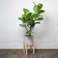 琴葉榕 | 開幕送禮 喬遷 升遷盆栽 綠色植栽 可落地 多種尺寸