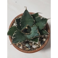 Agave Titanota white whale "Hakugei" 正宗超美大白鲸 仁王冠 龙舌兰