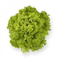 WDvy Lettuce Invicta RZ Pelleted Seeds by Rijk Zwaan  | Repacked 100pcs | Original Package 1000pcs