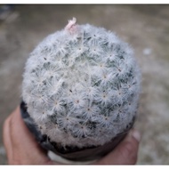 plumosa cactus/feather cactus