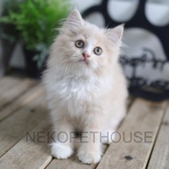 Kucing Kitten Persia Medium - Longhair Lucu Imut #Gratisongkir