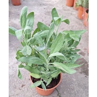 Pokok Sage # masakan # pokok hidup