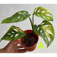 Monstera Adansonii Variegated Aurea [ Aroid ] [ LIVE Indoor Plant ] [ Pot Included ] [ Centerpiece P