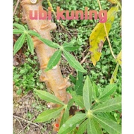 anak pokok ubi kayu kuning/ mentega lemak/ pokok ubi