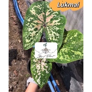Pokok keladi lukmai caladium thai hybrid