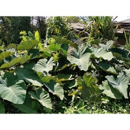 Colocasia Big Dipper, rare..caladium Rare bg peminat colo buat koleksi, stock limited