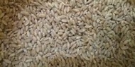 特選 小麥草 新鮮貓草種子 精選包裝種子 約1公斤/分裝包 無藥劑處理 亦可做麥草汁
