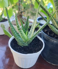 ว่านหางจระเข้ด่างแคระ (Aloe vera var. variegata)