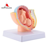 Human Pregnancy Fetal Development 9Th Month Embryonic Pelvic Model Fetus Foetus Pregnancy Anatomy of