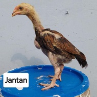 Anak Ayam Shamo Cross Bangkok