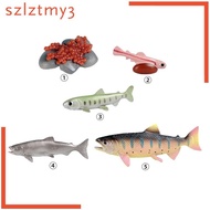 [szlztmy3] Life Cycle of Salmon Toys Science Animal Growth Cycle Set Teaching Party