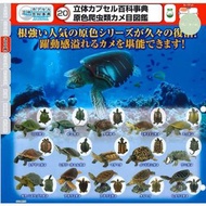 龜 扭蛋 海龜 烏龜 陸龜 白化龜 象龜 鱷龜 星龜 巴西龜 玩具 公仔 擺設 figure 扭蛋