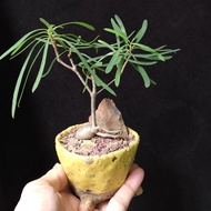 🌵柳葉麒麟🌵小盆景 塊根 多肉植物 盆栽 盆景bonsai  禮物【實拍。只此一盆】