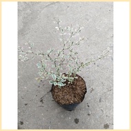 ♀ § ◈ Variegated African Talisay Tree  Variety