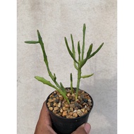 Euphorbia Imerina