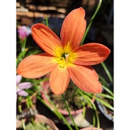Rainlily Z. Orange H1