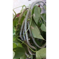1kg Bone pain vine - fresh (bone pain plant, magic string) (Liu Ly) I'm in the North Sent to the Sou