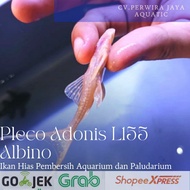 Adonis Pleco L155 Albino Aquarium Decoration And Cleaner And Aquascape