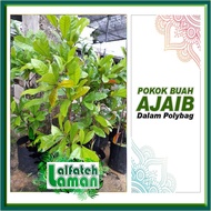 POKOK BUAH AJAIB/MIRACLE BERRY