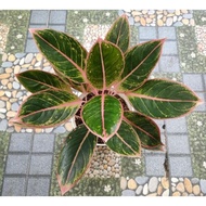 Aglaonema