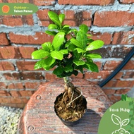 🔥OUTDOOR🔥 BONSAI FICUS GINSENG  / Ficus Microcarpa / Outdoor / Indoor / Live Plants