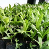 bibit pinang bibit jambe bibit palem pinang palem jambe bibit pinang jambe bibit pinang merah