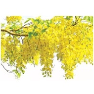 golden rain dwarf tree seed bonsai-Laburnum anagyroides