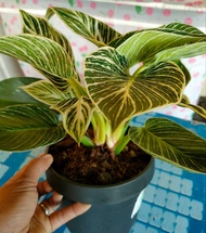 Birkin Philodendron Variegated Plants-Real Plants-Live Plants