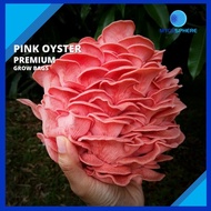Mushroom Fruiting Bag / Grow Bag - Pink Oyster (2kg) - Grow Kit