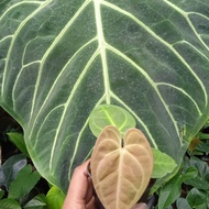 anthurium regale