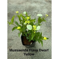 READY STOCK POKOK HIDUP MUSSAENDA FLAVA DWARF YELLOW 黄萼花(玉叶金花)