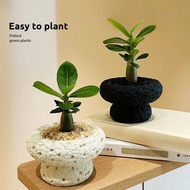 Fat Tree Desert Rose Potted Plant Succulents Flowers Easy-to-Live Four Seasons Sun-Resistant Living 