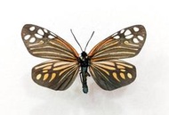蟲新發現╭○-○╮蝴蝶標本A- ~ 旭錦斑蛾 展翅6CM 產地：中南半島